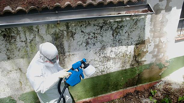 Top rated local Attic Mold Remediation specialists in El Mirage, AZ